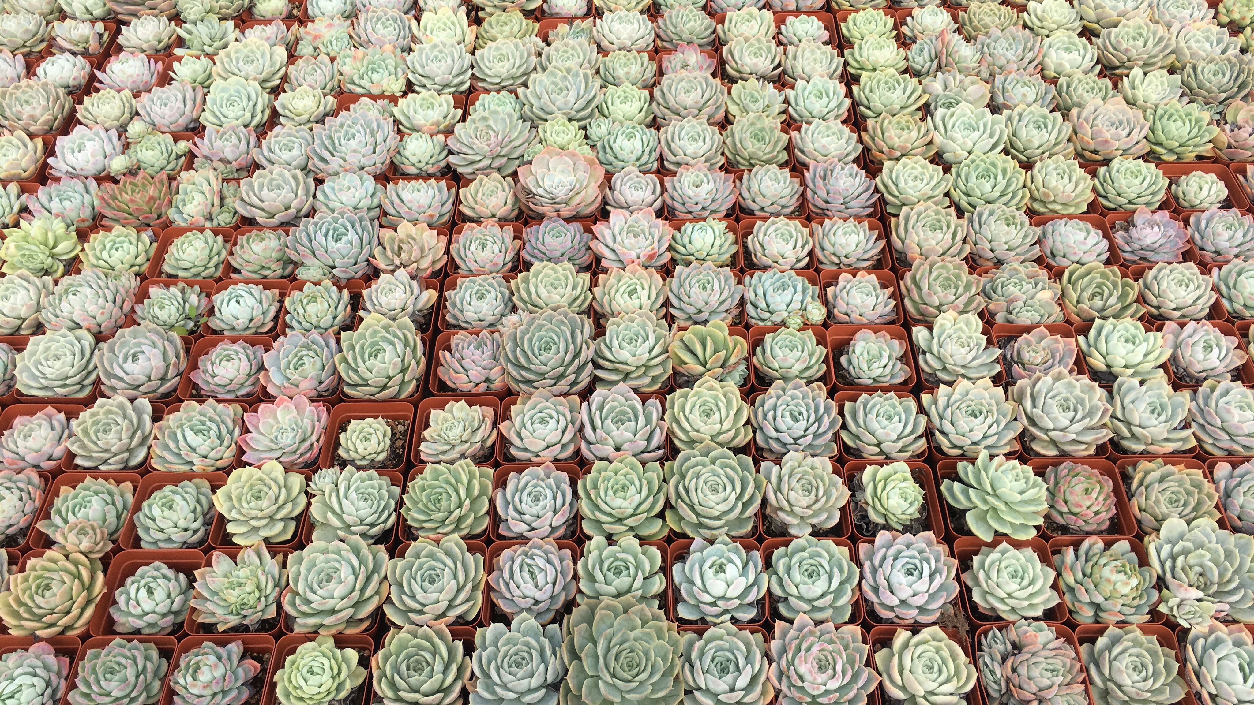 多肉大棚处理,多肉植物棚设计