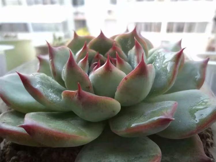 多肉黑霉病怎么消除最有效,多肉白腐病怎么防治