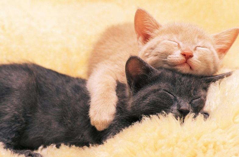 猫咪眼屎多什么原因怎么办,猫咪眼屎怎么才正常