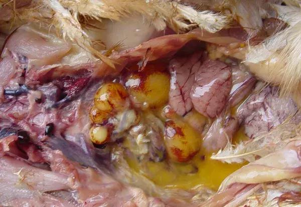 近期鸡病情况,鸡近期高发病