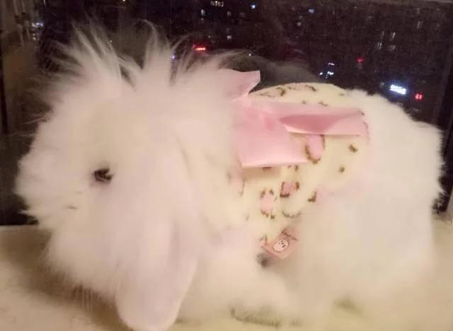 十二星座养什么宠物水瓶座,12星座适合养什么宠物狮子座