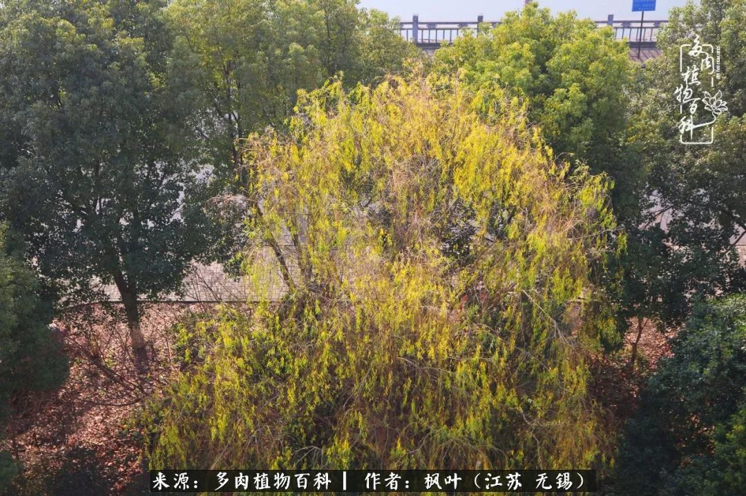 多肉与生命感悟,多肉时光