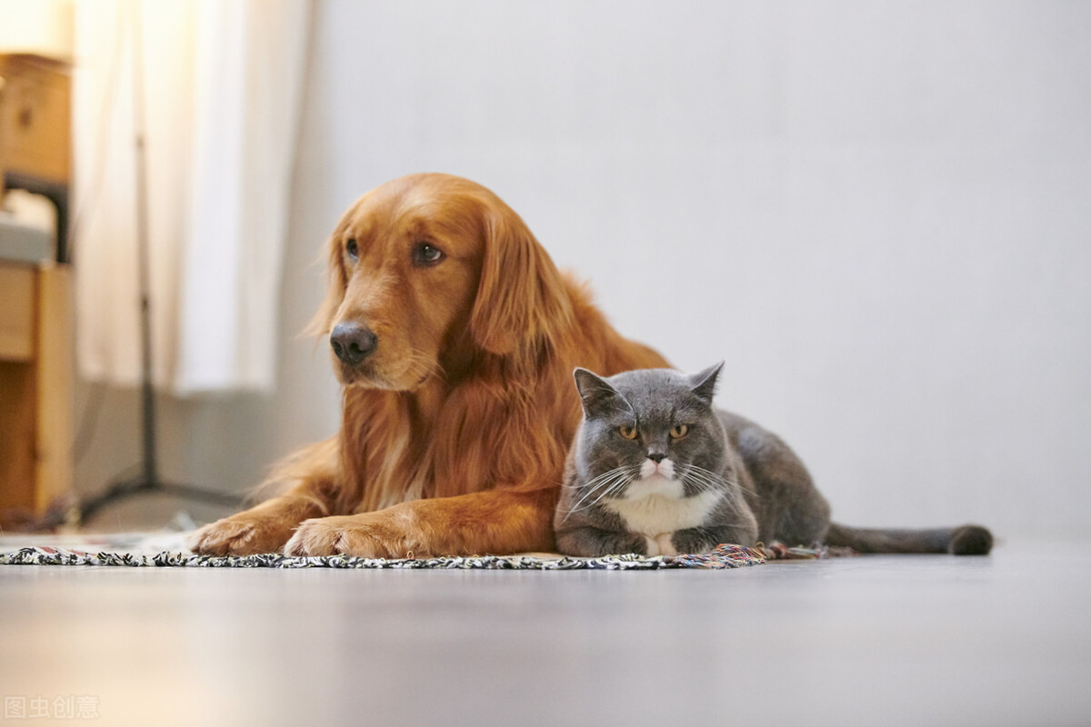 猫和狗的祖先是古猫兽吗,猫和狗的祖先进化史