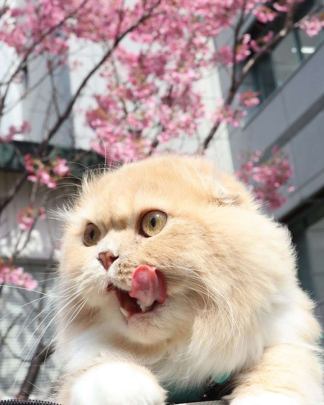 夸猫猫可爱的话,夸猫猫听话