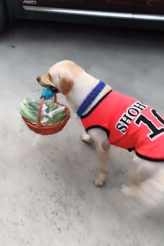 拉布拉多猎犬和寻回犬哪个大些,拉布拉多犬和拉布拉多寻回犬区别