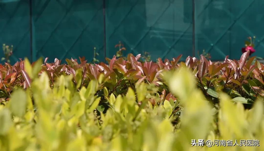 急性心梗做了支架却还是死亡,急性心梗抢救过来必须做手术么