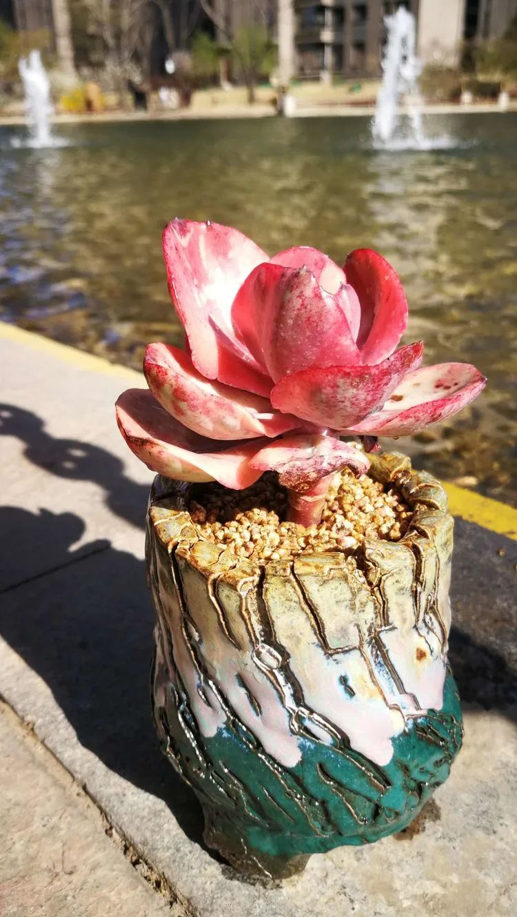 养多肉的人生感悟,人生如同养花