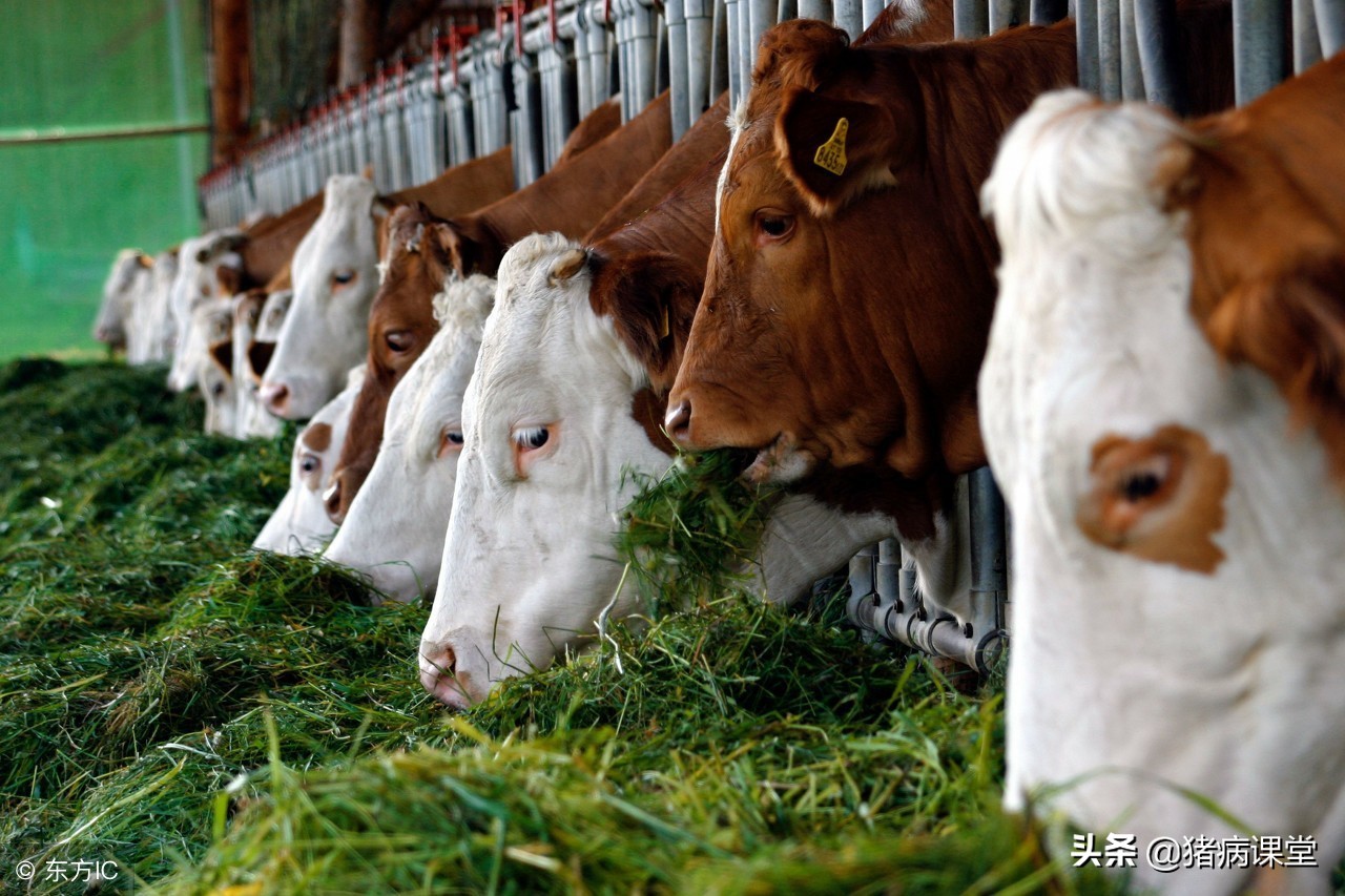 牛产后酮病,怀孕母牛得牛节病怎么医治