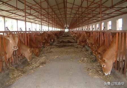 牛养殖疾病处理,牛养殖技术及管理