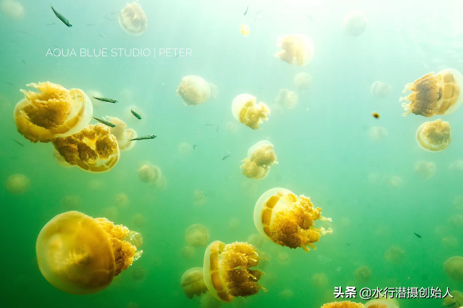 帕劳岛自由行潜水,帕劳水母湖自由潜视频