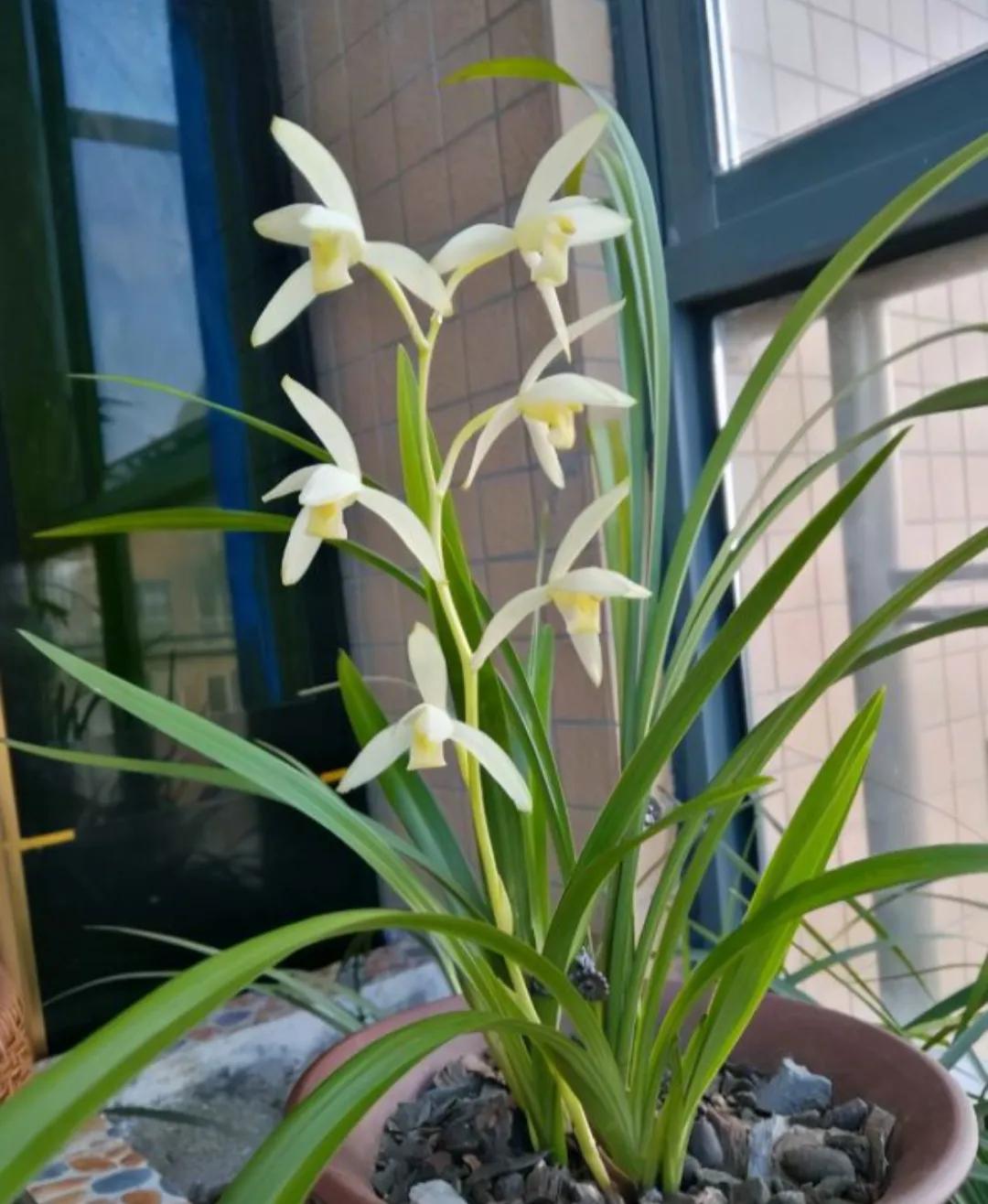 什么兰花最好养又香又好看,推荐几款香味俱全好养的兰花