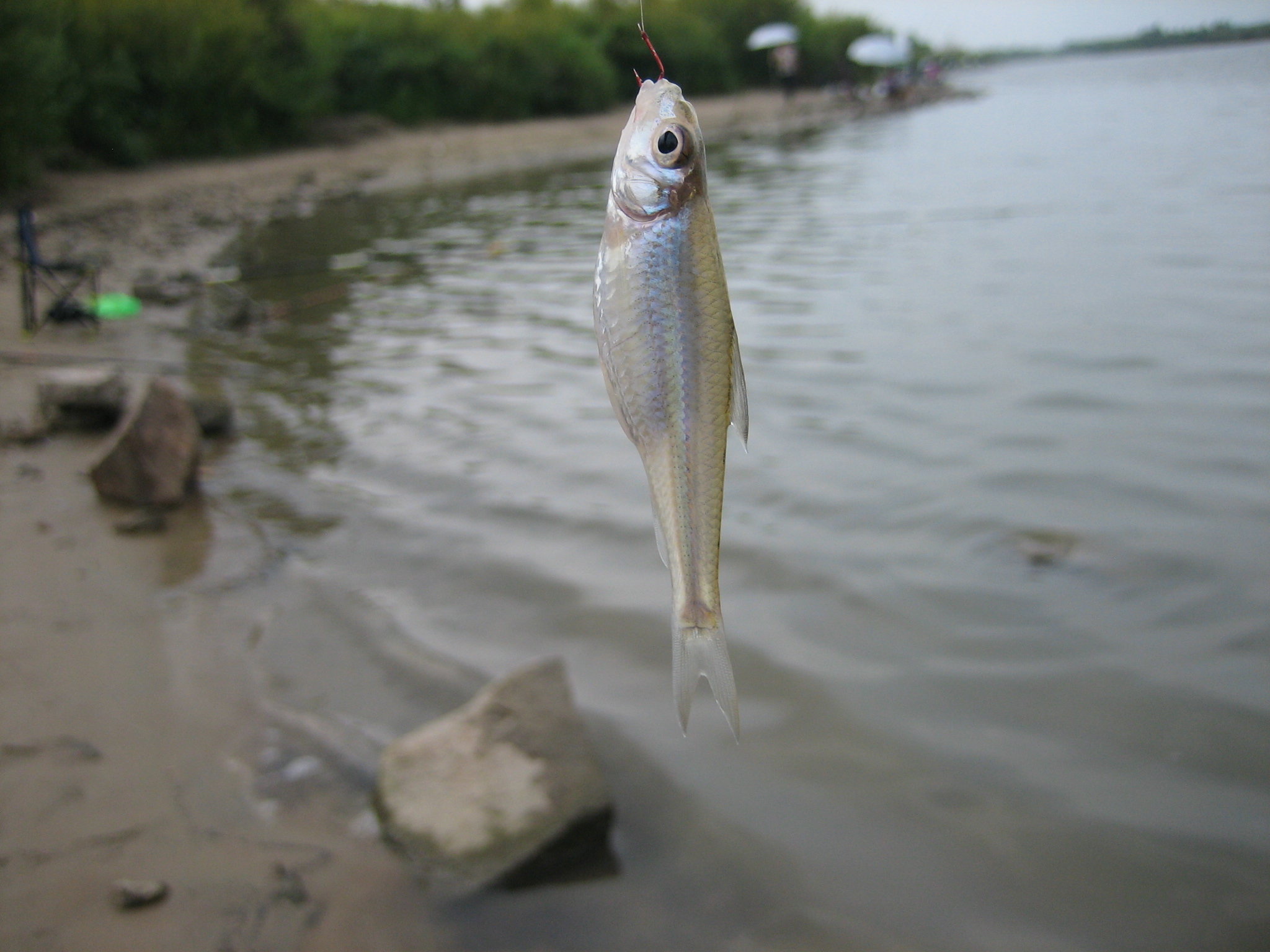 钓鱼知识秘籍书,钓鱼技巧小册子