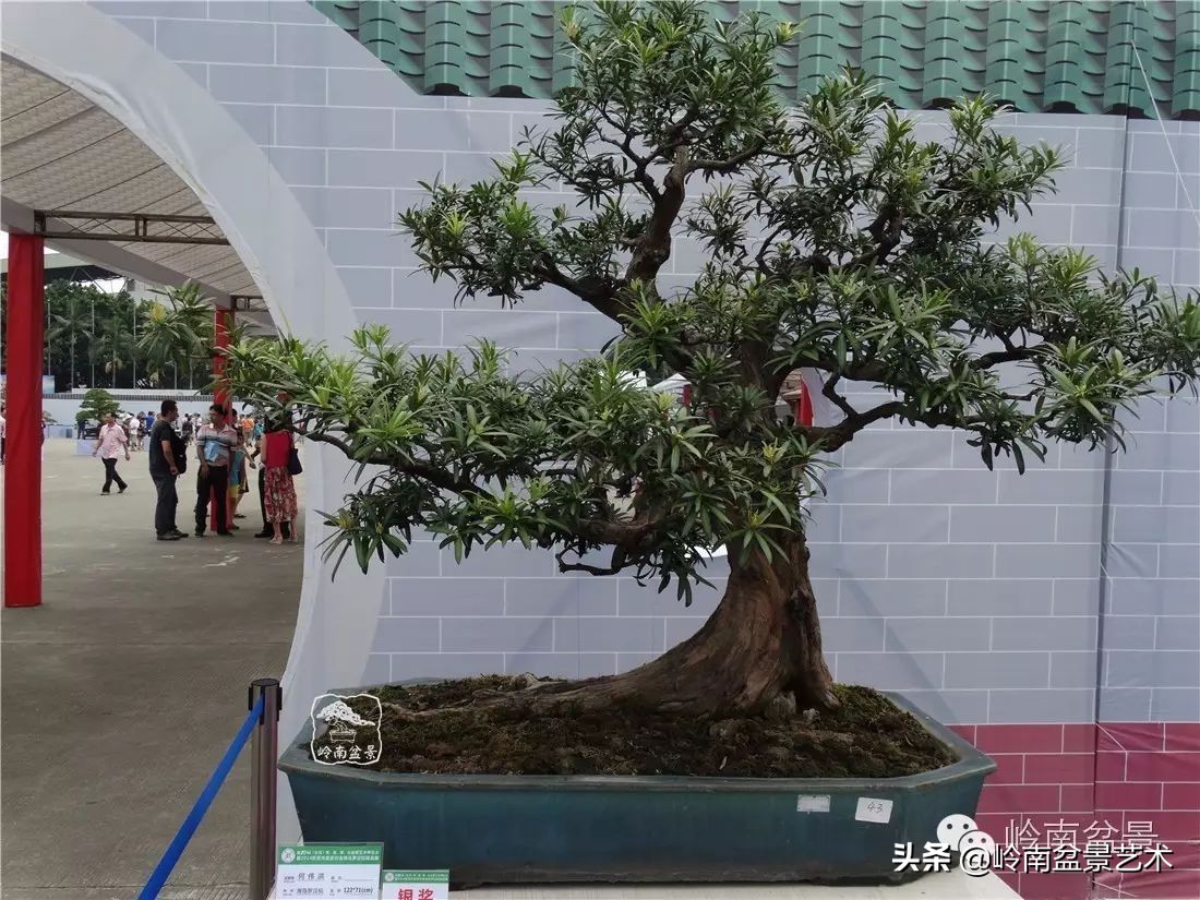 罗汉松盆景开运招财，非其莫属！清风雅韵，当之无愧！