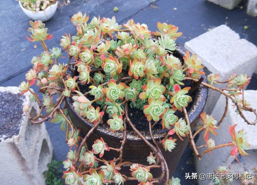 多肉上盆后一直不服盆怎么办,多肉阿伦培夏天上盆好服盆吗