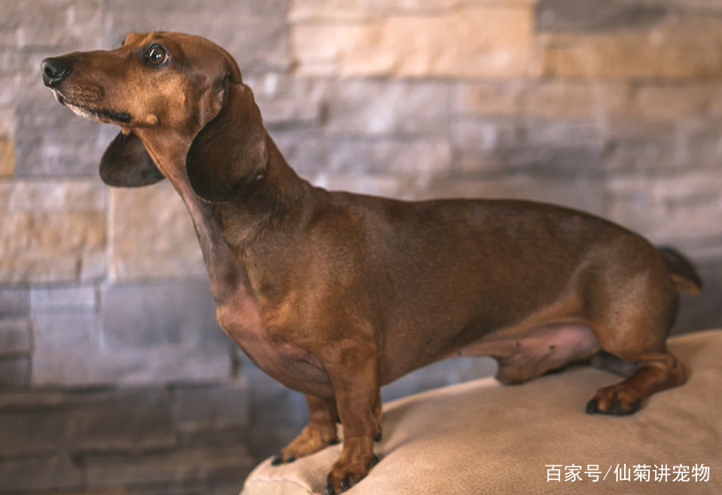 如何制止狗吃猫咪便便,腊肠犬拉肚子怎么办