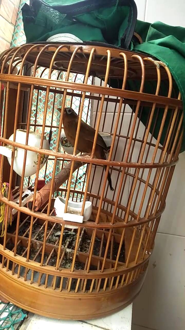 发现画眉鸟受伤了怎么办,画眉鸟落性如何恢复