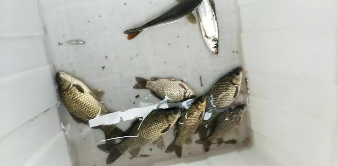 继光水库钓鲫鱼,继光水库钓鱼最佳位置