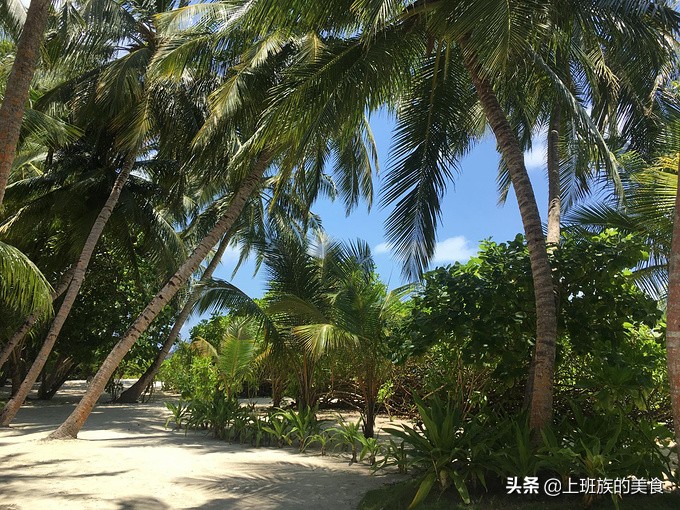 第四次来马尔代夫的感受,马尔代夫之行完整版视频
