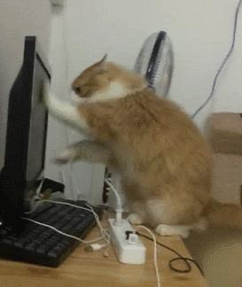 猫咪抓伤感染狂犬病几率,猫抓热是什么意思