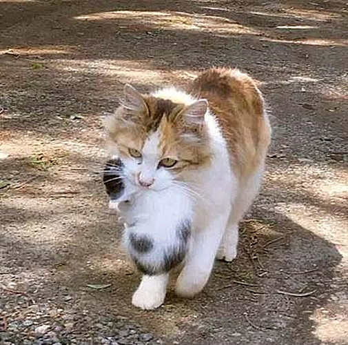 猫咪掐住脖子,猫咪被掐住脖子