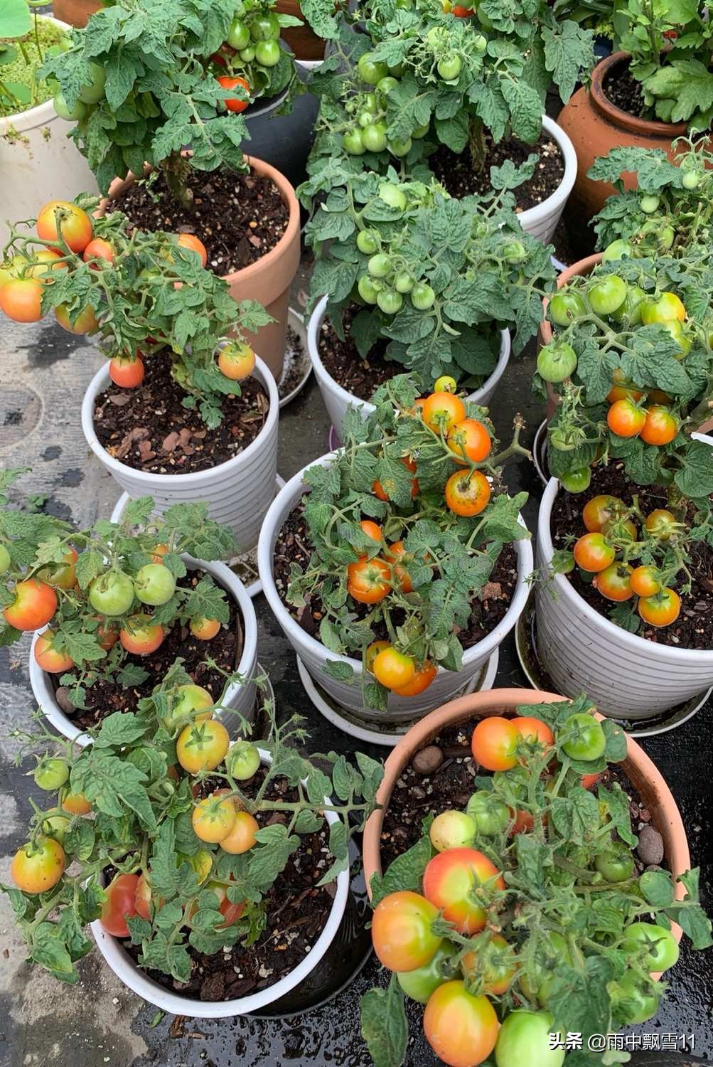 家庭小番茄的种植养护,夏季小番茄种植方法全过程
