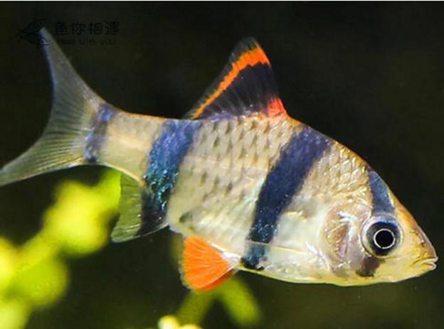 热带鱼虎皮鱼吃什么长得快,虎皮鱼怎么喂食最合理