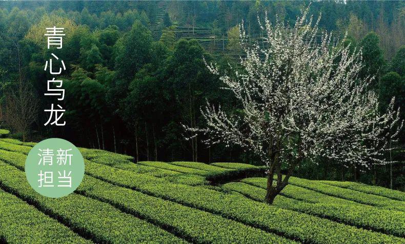 上新蜜桃乌龙茶,上新乌龙茶