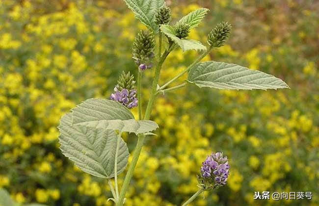 破故纸的最佳配伍,中药破故纸是什么功效