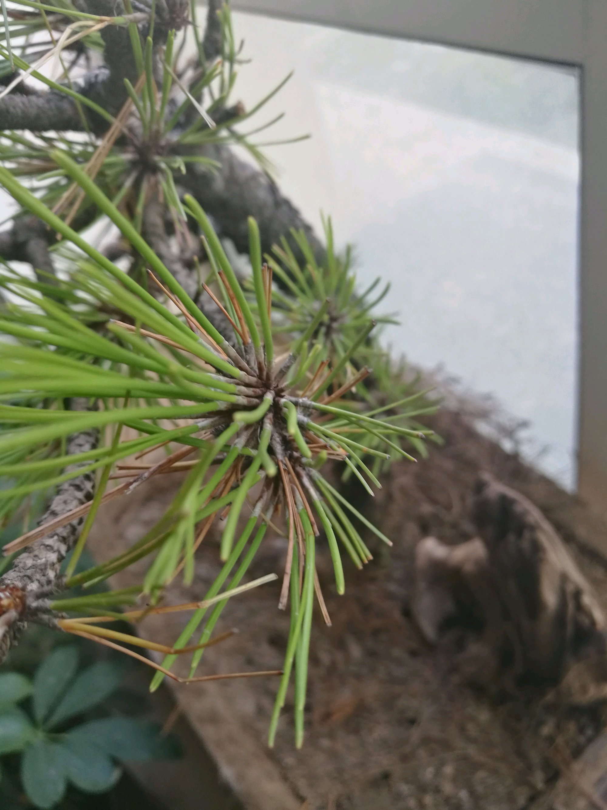 盆景松叶子发黄怎么补救,马尾松盆景养护全过程