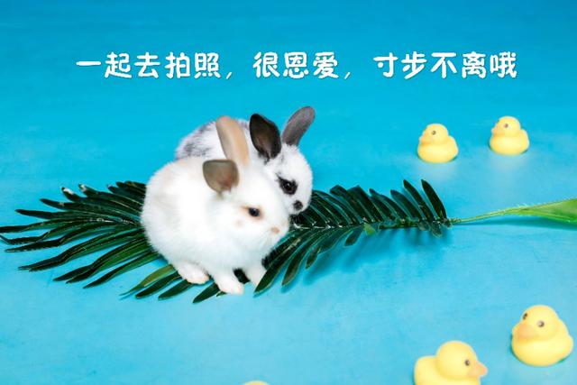 兔子生了宝宝不喂奶怎么办,兔子生了宝宝后怎么照顾