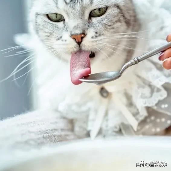 这届大学生有多野：23岁年入一亿，在淘宝卖狗狗奶茶