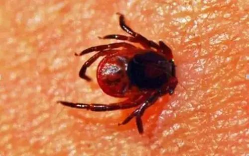 生活中常见昆虫科普,常见昆虫科普教育视频