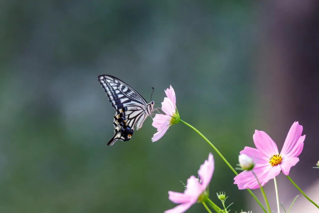 腾龙150-600g2镜头说明书没有中文,腾龙150-600g2镜头