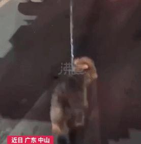 男子当街踢死小猫后续上海,小猫被小男孩虐待暴打
