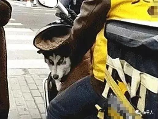 一名外卖小哥特别引人注意,因为他的后座位上总有只…