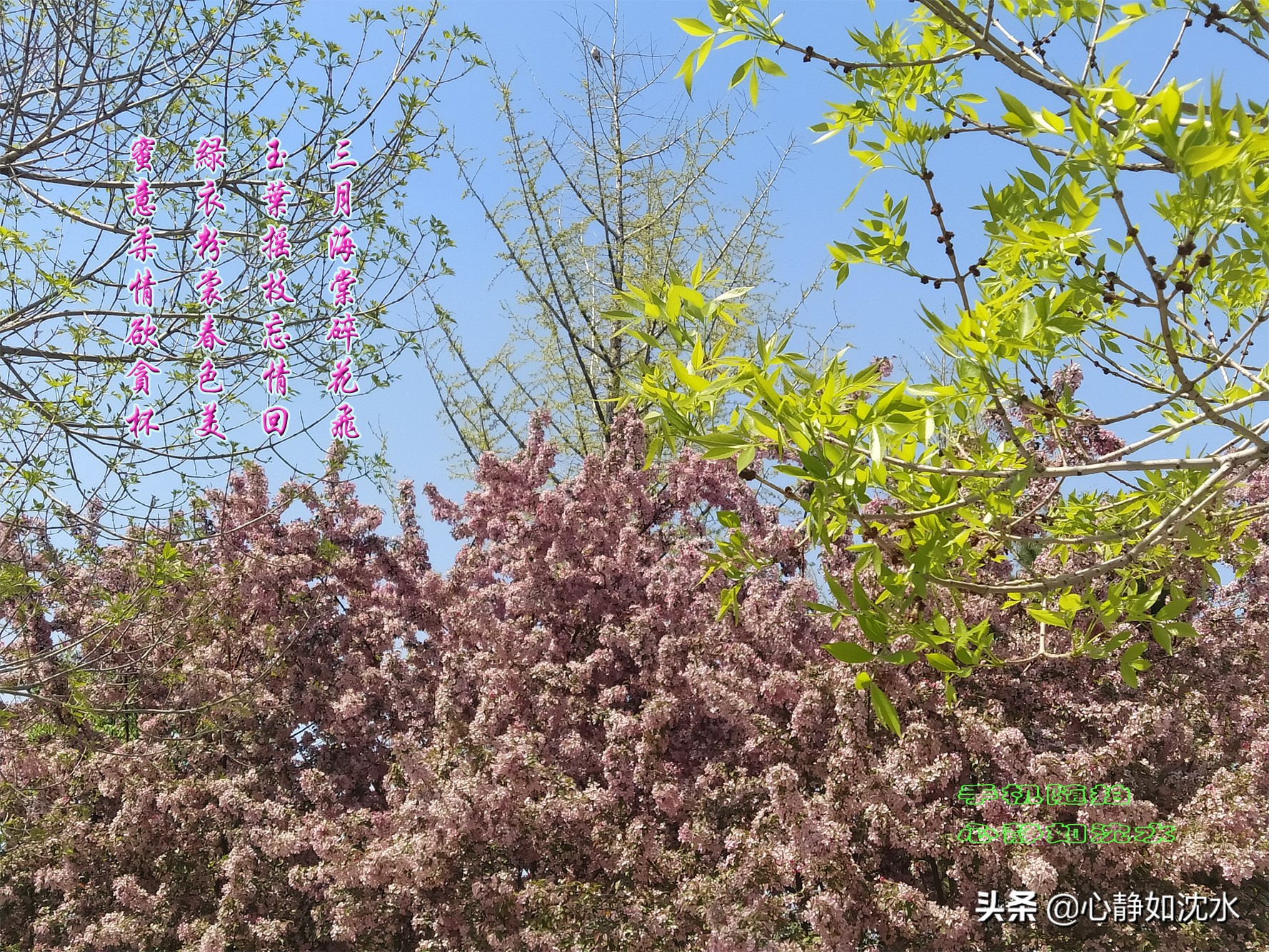 绿叶知花意，春花晓风情