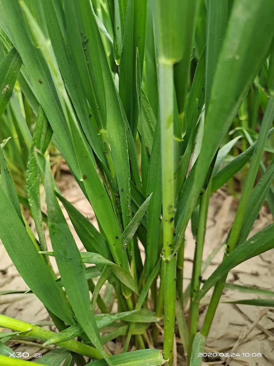 蛴螬虫害防治方法噻唑磷,毒死蜱防治蛴螬用多少倍