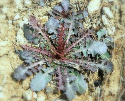 野菜苦苣菜的功效与禁忌,野菜山茄子的功效与作用禁忌