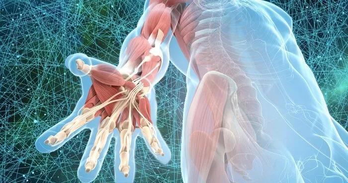 筋膜常见四个问题,筋膜的科普知识