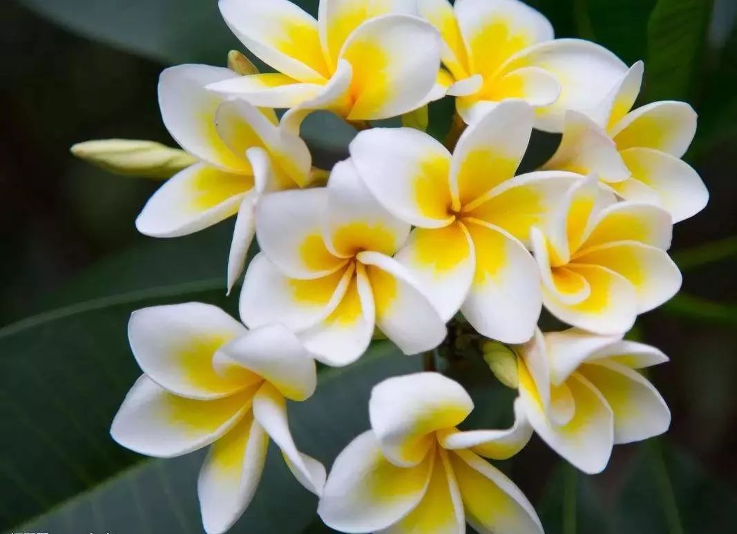 世界各国国花国树大全,世界地图及各国国花