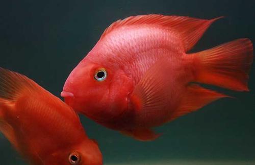 鹦鹉鱼突然变白打蔫怎么救治,鹦鹉鱼变黑怎么回事怎么治疗