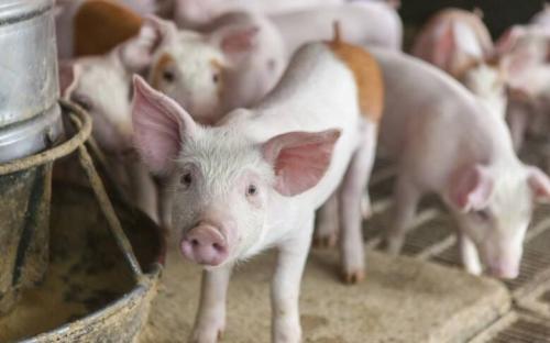 辣椒不仅是人类的调味剂，养猪过程中也有很多的妙用