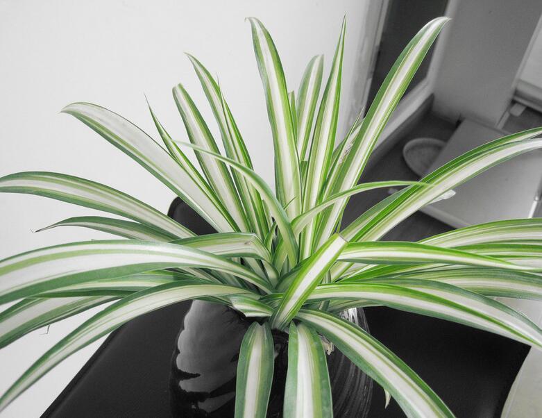 吊兰如何养得又绿又壮,吊兰怎么养才能长得快又茂盛