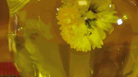 金丝皇菊泡什么能清肝明目,金丝皇菊组合养生茶