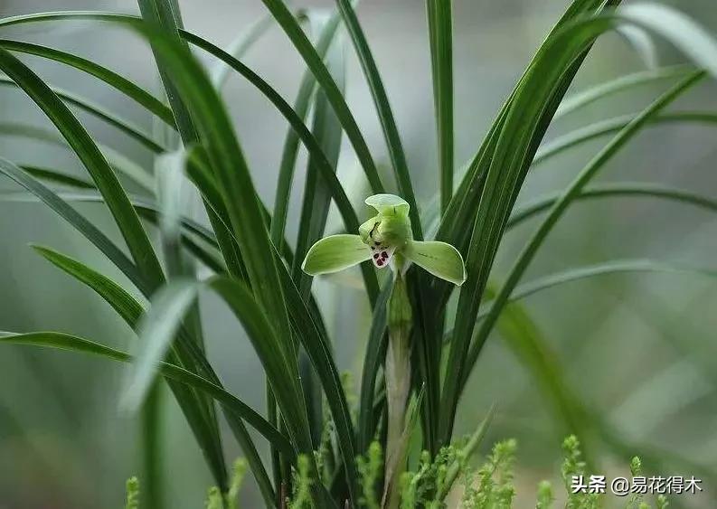 兰花干养根湿养叶怎么理解,兰花喜湿还是喜干