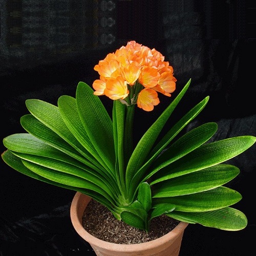 四季开花的君子兰有什么品种,君子兰花卉哪个品种最好