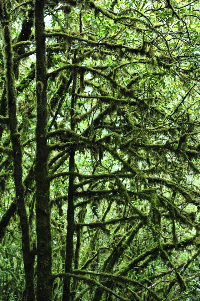 吃毒菇、睡蛇窝，只为挖一堆草，这个重庆博士要做当代神农