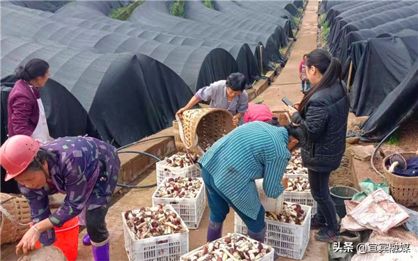 四川屏山：富硒土壤上撑起“致富伞”，食用菌奏响“振兴曲”