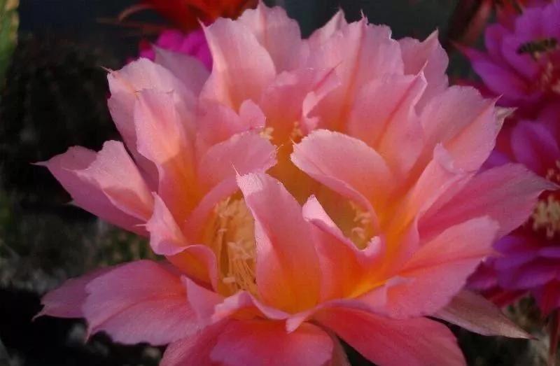 100种仙人球花图片,100种仙人球的品种视频