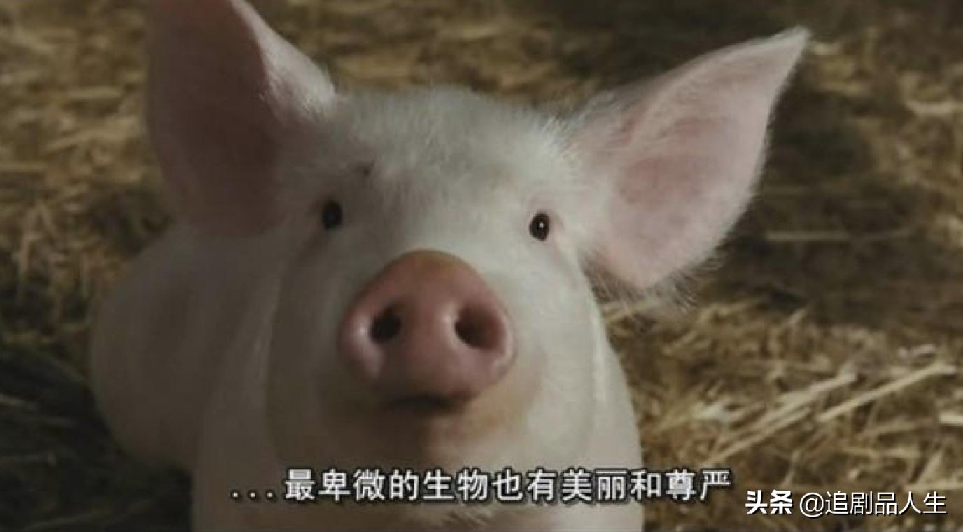 夏洛特的网中的蜘蛛品种,夏洛特的网蜘蛛的名字叫什么